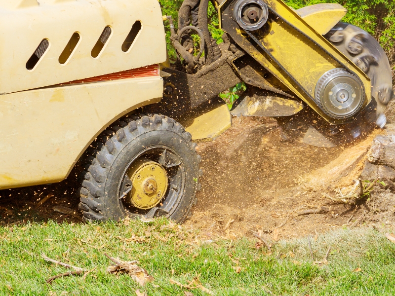 A stump is shredded with removal, grinding in the stumps and roots into small chips