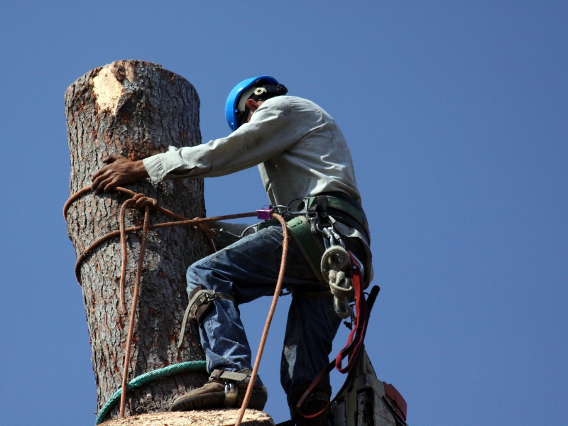 Climbing a tall tree removal job