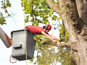 Tree Trimming Arborist Working in Elevated Bucket Pruning Tree with Chainsaw
